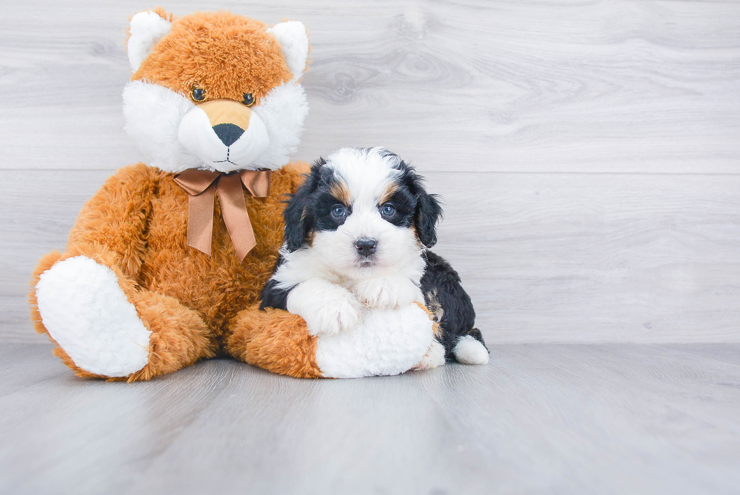 Fluffy Mini Bernedoodle Poodle Mix Pup