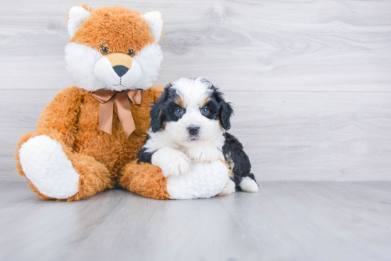 Fluffy Mini Bernedoodle Poodle Mix Pup