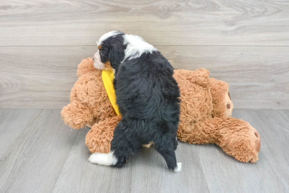 Best Mini Bernedoodle Baby