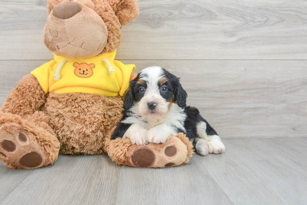 Sweet Mini Bernedoodle Baby