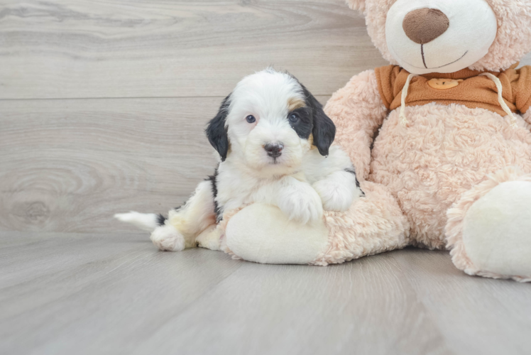 Mini Bernedoodle Puppy for Adoption