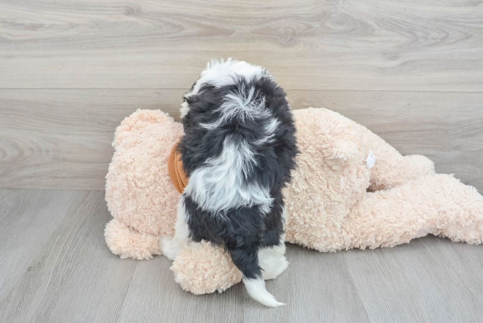 Mini Bernedoodle Pup Being Cute