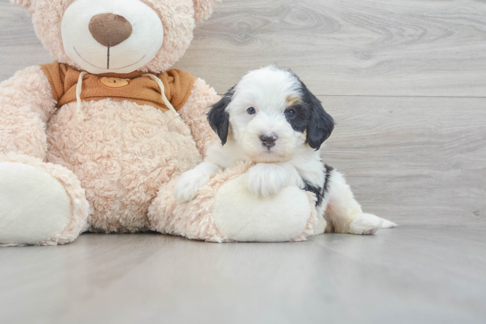 Mini Bernedoodle Pup Being Cute