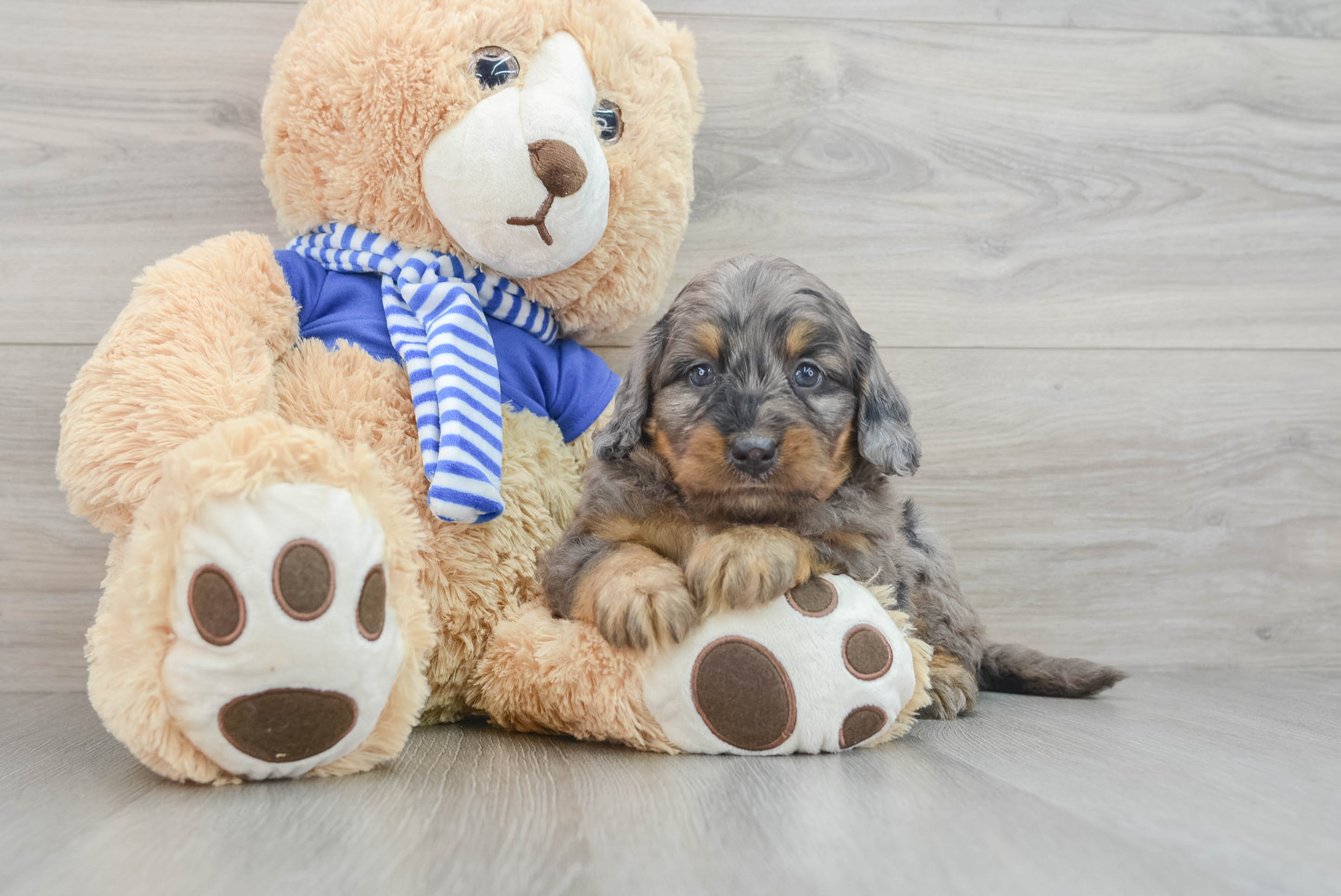 Cute Mini Bernedoodle Baby