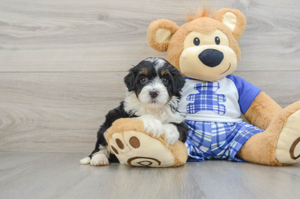 5 week old Mini Bernedoodle Puppy For Sale - Premier Pups