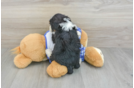 Mini Bernedoodle Puppy for Adoption