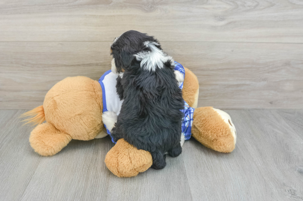 Mini Bernedoodle Puppy for Adoption