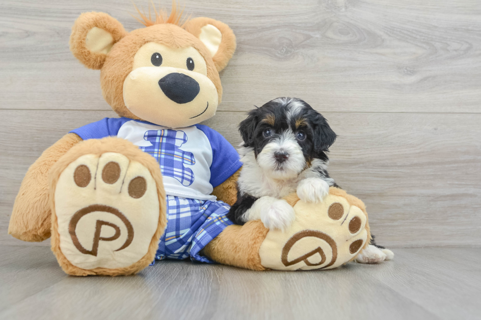 Smart Mini Bernedoodle Poodle Mix Pup