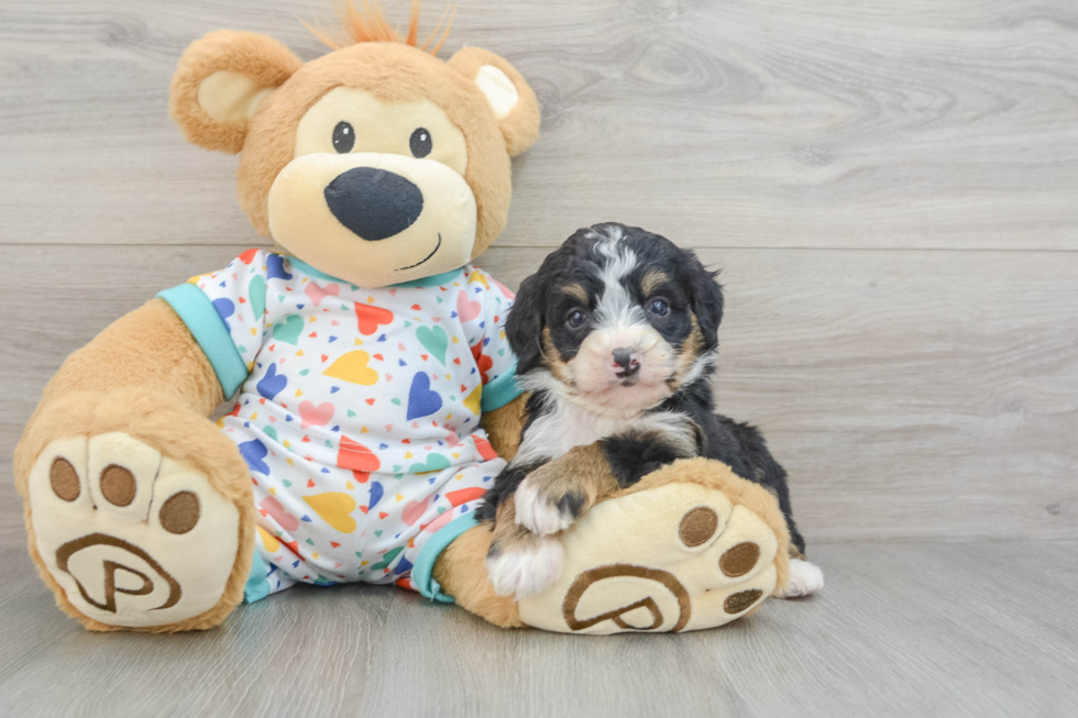 Friendly Mini Bernedoodle Baby