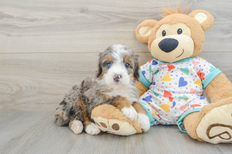 Meet Bree - our Mini Bernedoodle Puppy Photo 1/3 - Premier Pups