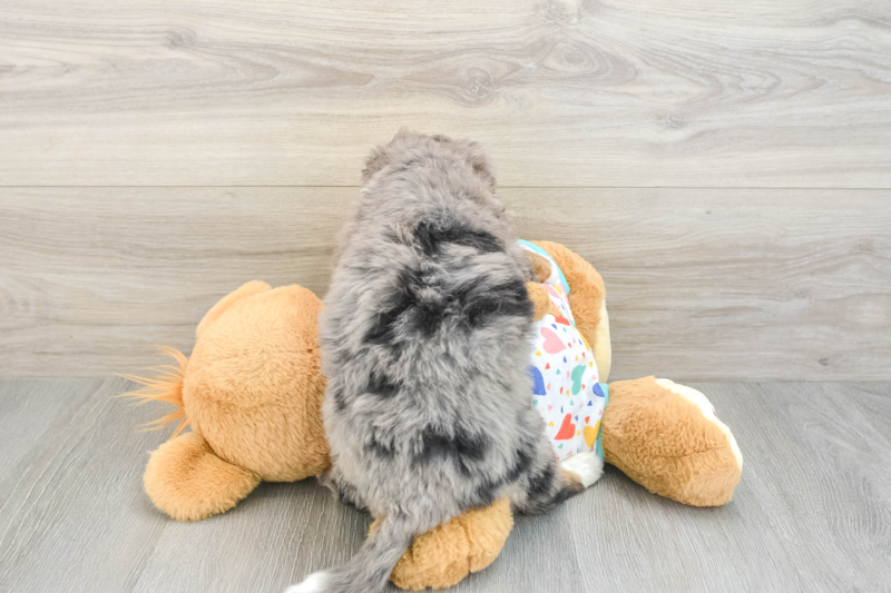 Meet Bree - our Mini Bernedoodle Puppy Photo 2/3 - Premier Pups