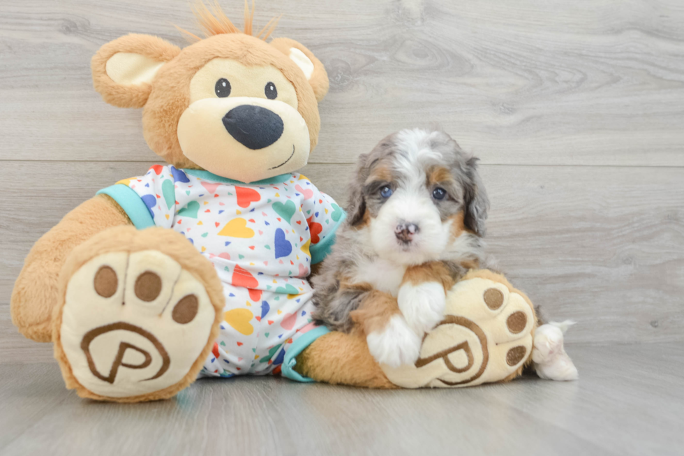 Best Mini Bernedoodle Baby