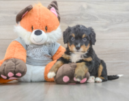 5 week old Mini Bernedoodle Puppy For Sale - Premier Pups