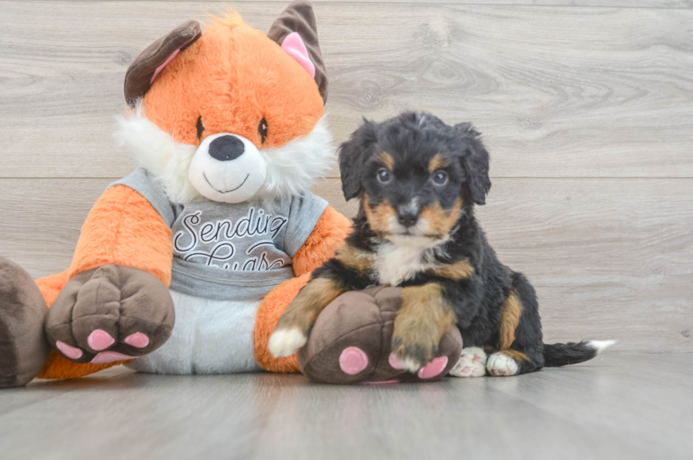 5 week old Mini Bernedoodle Puppy For Sale - Premier Pups