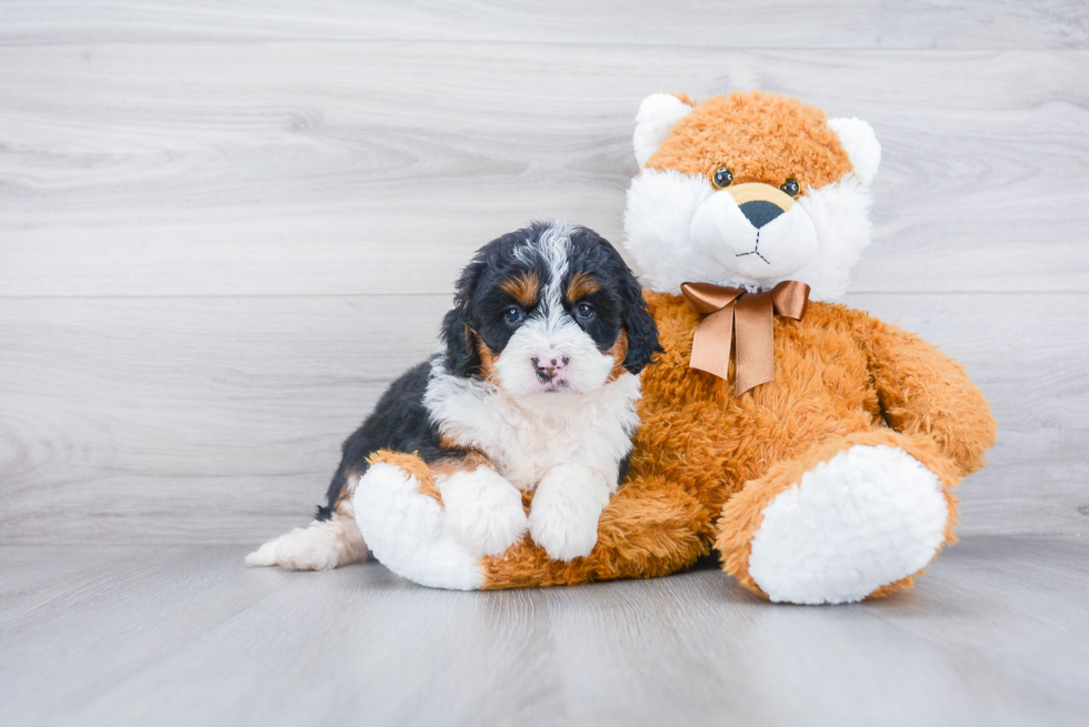 Mini Bernedoodle Pup Being Cute