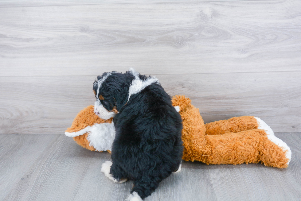 Best Mini Bernedoodle Baby