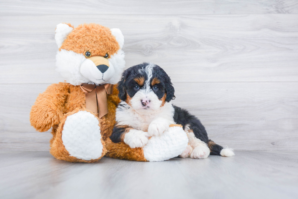 Mini Bernedoodle Pup Being Cute