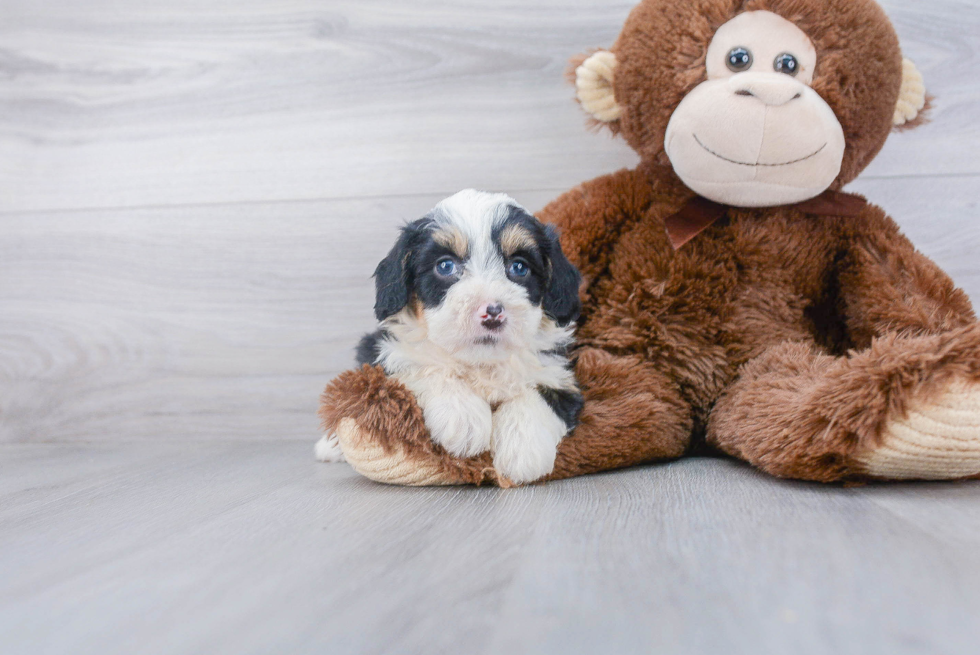 Little Mini Berniedoodle Poodle Mix Puppy