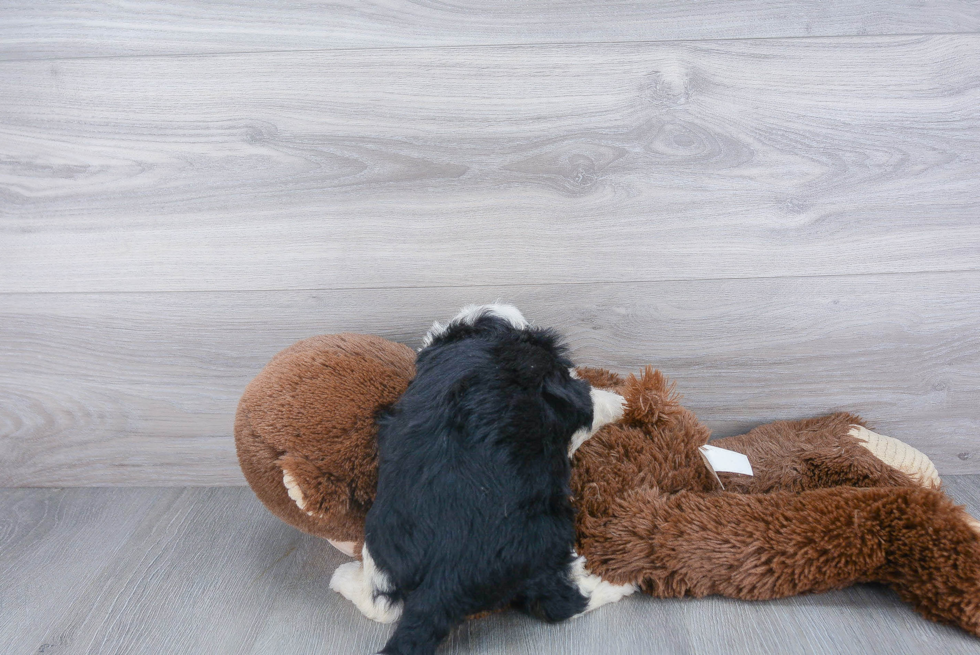 Playful Bernadoodle Poodle Mix Puppy