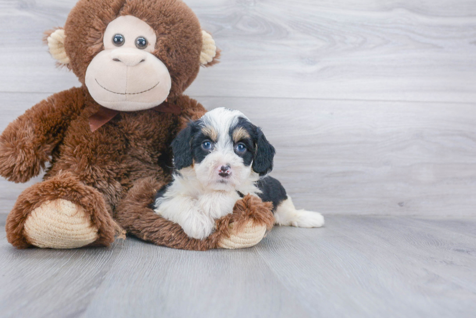 Little Bernadoodle Poodle Mix Puppy