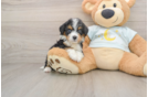 Energetic Mini Bernesedoodle Poodle Mix Puppy
