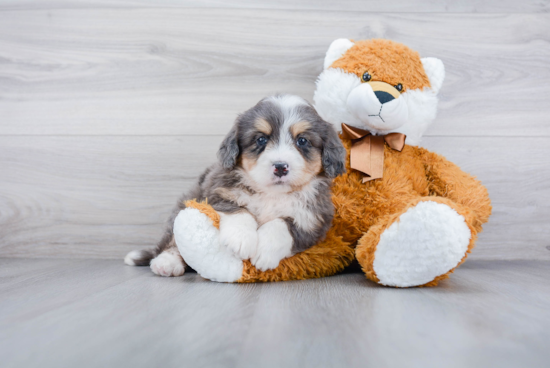 Mini Bernedoodle Puppy for Adoption