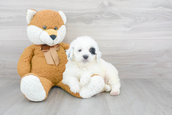 Mini Bernedoodle Pup Being Cute