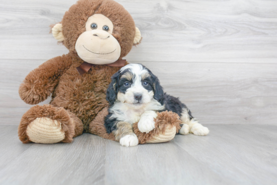 Best Mini Bernedoodle Baby