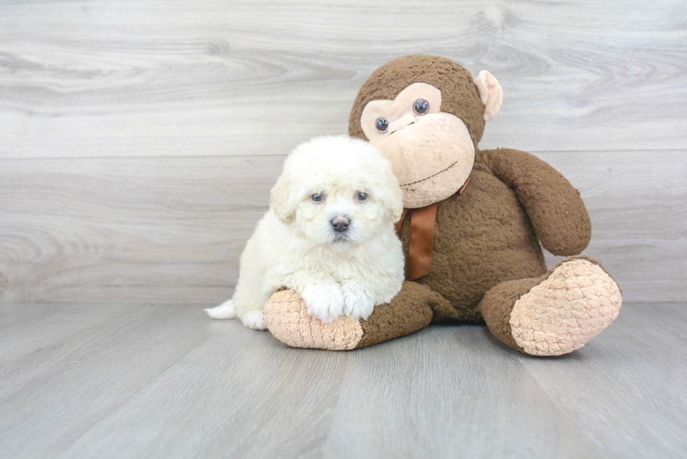 Best Mini Bernedoodle Baby