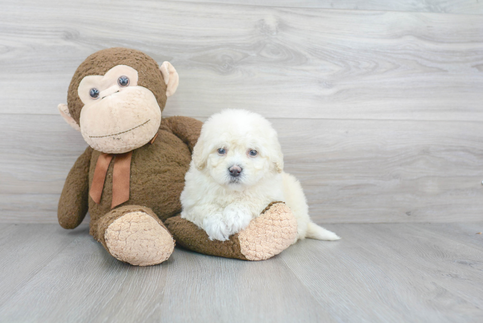 Mini Bernedoodle Puppy for Adoption