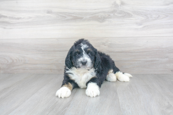 Smart Mini Bernedoodle Poodle Mix Pup