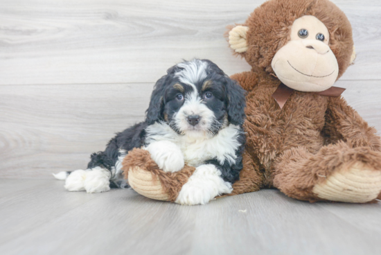 Mini Bernedoodle Puppy for Adoption