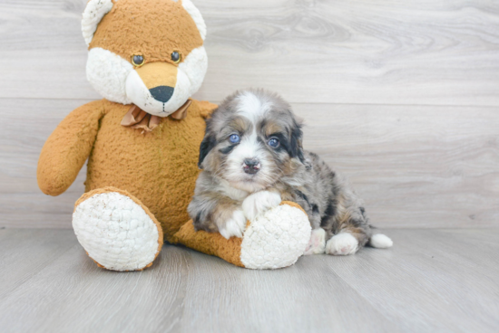 Mini Bernedoodle Puppy for Adoption