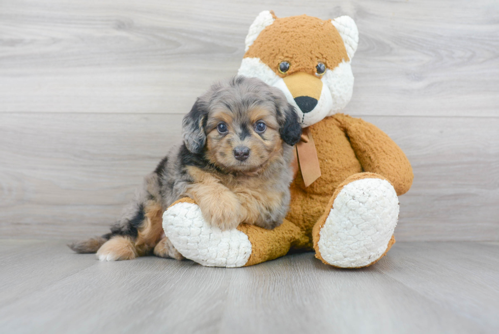 Hypoallergenic Mini Berniedoodle Poodle Mix Puppy