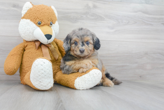 Petite Mini Bernedoodle Poodle Mix Pup