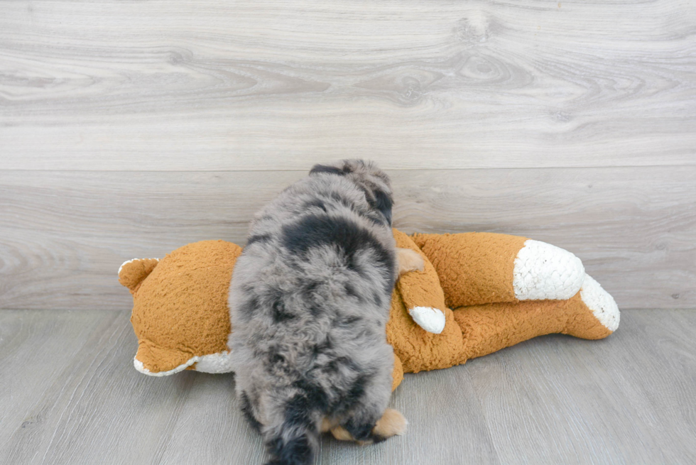 Smart Mini Bernedoodle Poodle Mix Pup