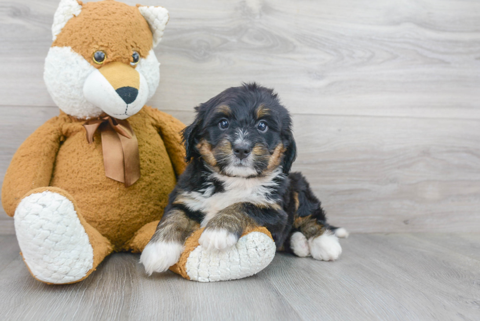 Mini Bernedoodle Puppy for Adoption