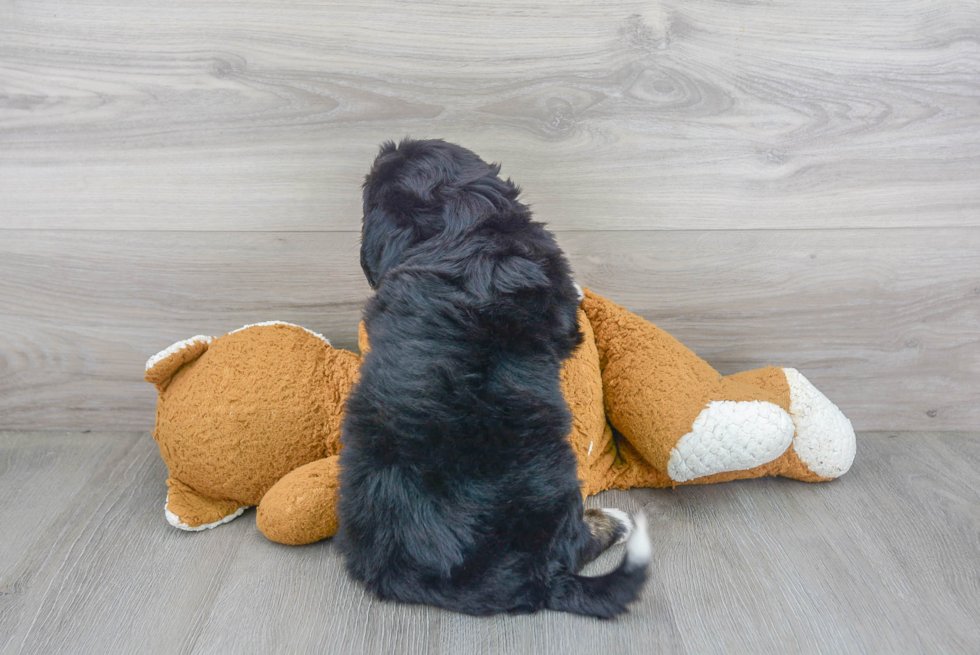 Friendly Mini Bernedoodle Baby