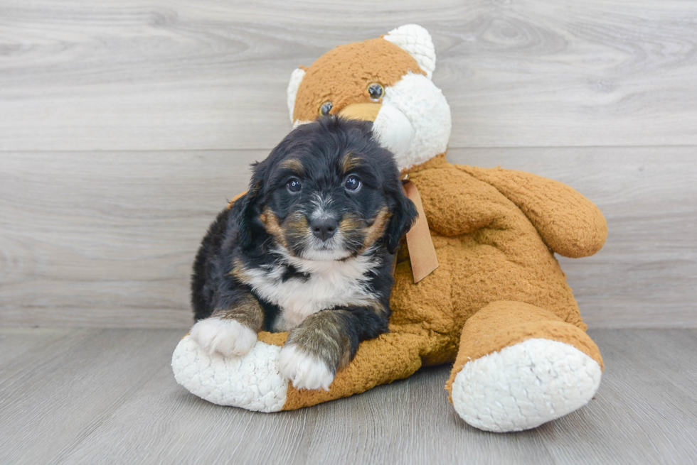 Hypoallergenic Mini Berniedoodle Poodle Mix Puppy