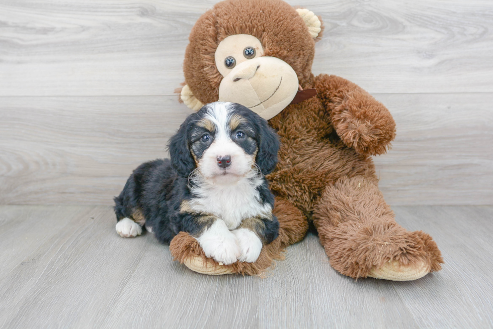 Best Mini Bernedoodle Baby