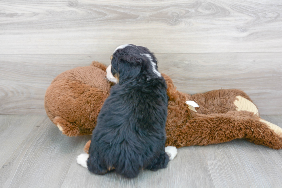 Mini Bernedoodle Puppy for Adoption