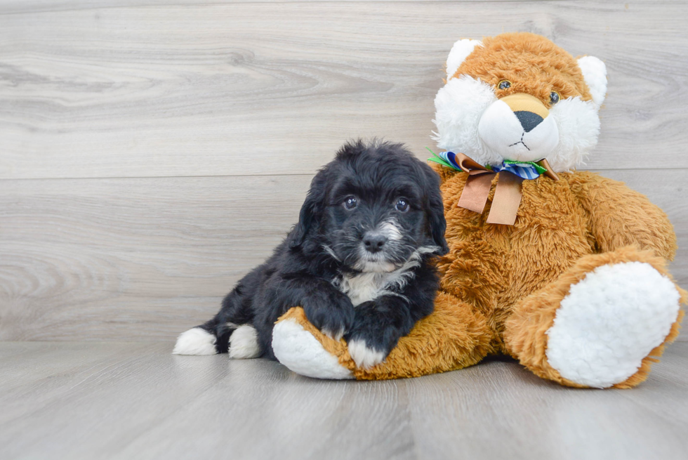 Adorable Mini Berniedoodle Poodle Mix Puppy