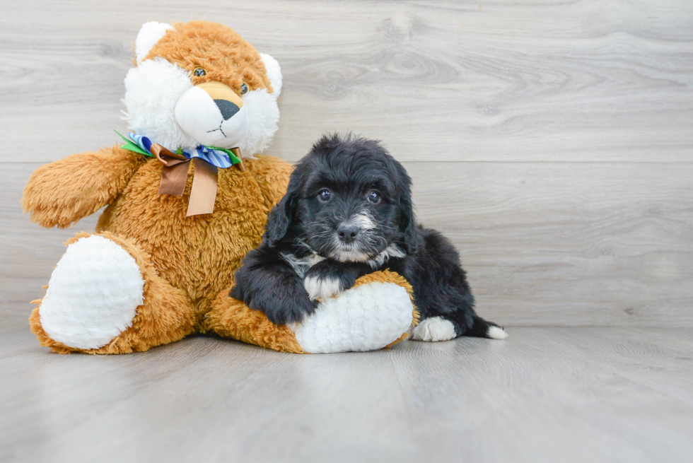 Mini Bernedoodle Pup Being Cute