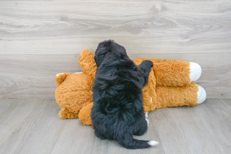 Mini Bernedoodle Puppy for Adoption