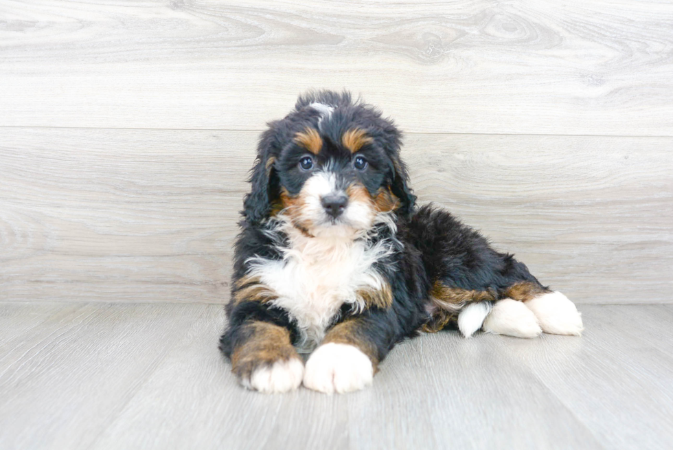 Best Mini Bernedoodle Baby