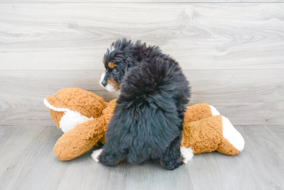 Mini Bernedoodle Puppy for Adoption