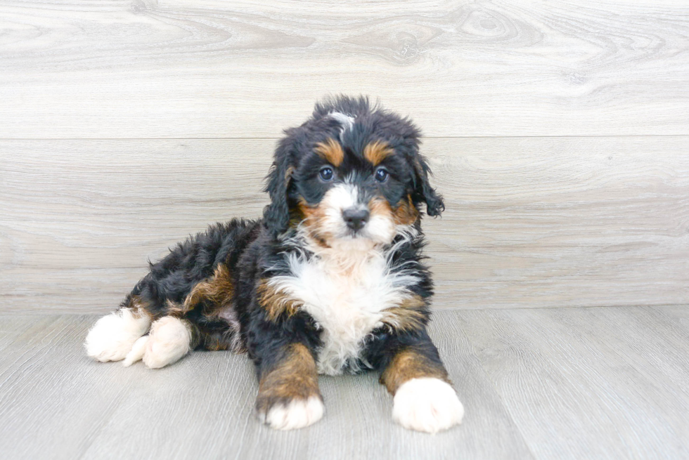 Friendly Mini Bernedoodle Baby