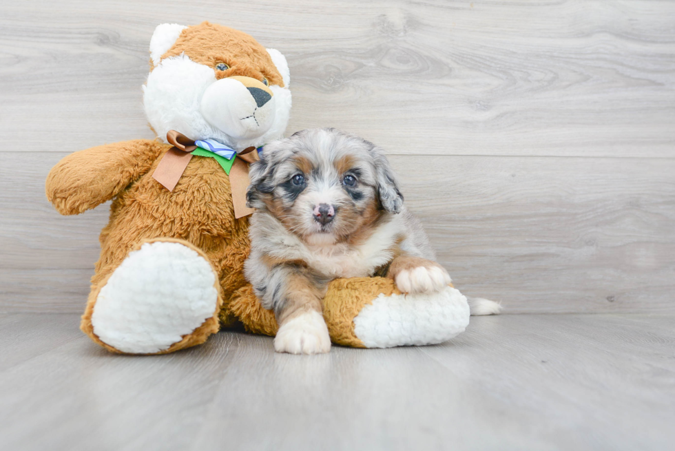 Mini Bernedoodle Puppy for Adoption