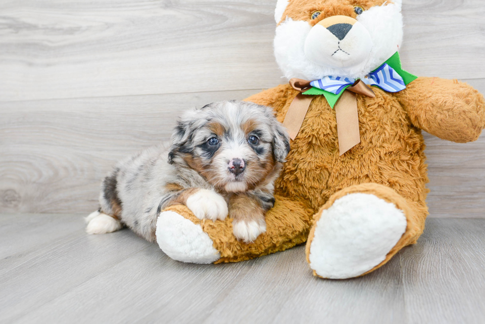 Best Mini Bernedoodle Baby