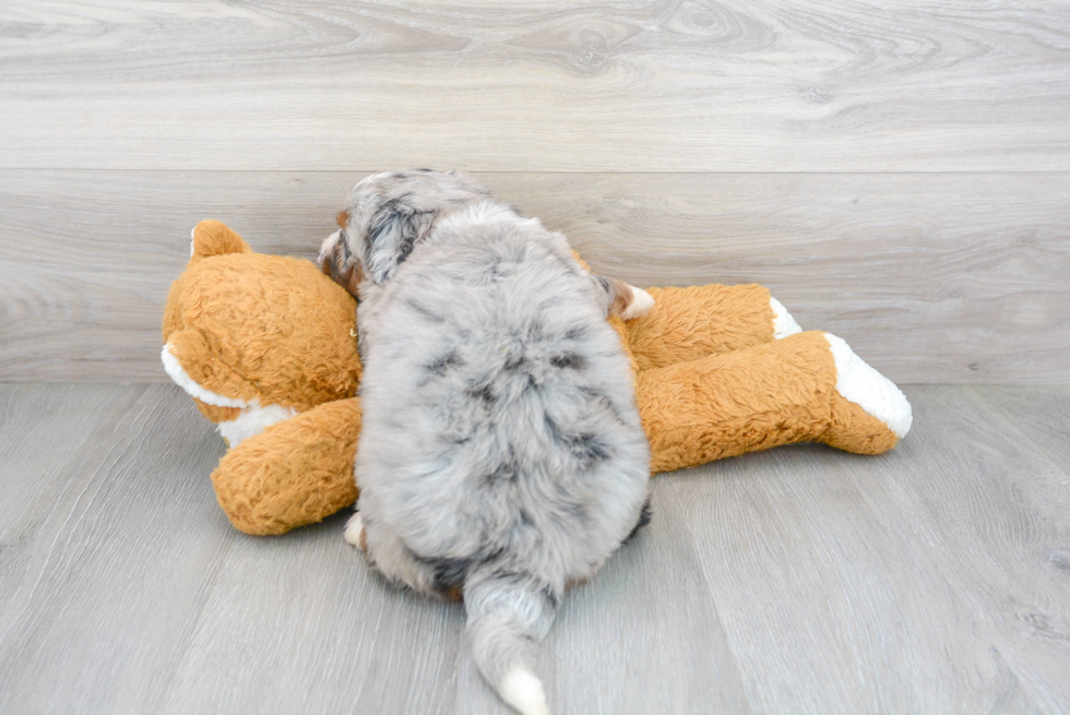 Sweet Mini Bernedoodle Baby